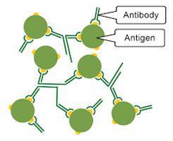 Gambar Antigen