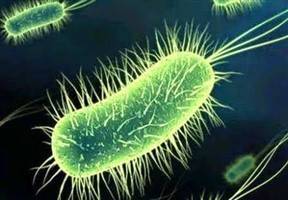 Gambar Bakteri