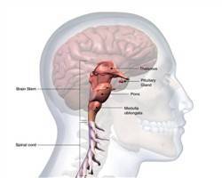 Gambar Medulla Oblongata