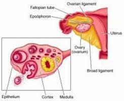 Gambar Ovarium