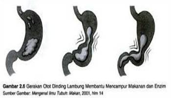 Gambar Peristaltik Lambung