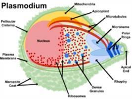 Gambar Plasmodium