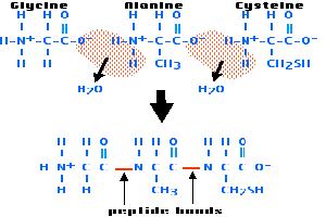 Gambar Polipeptida