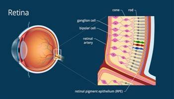 Gambar Retina