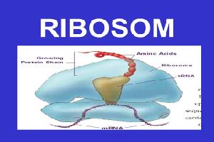 Gambar Ribosom