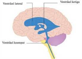 Gambar Ventrikel Otak