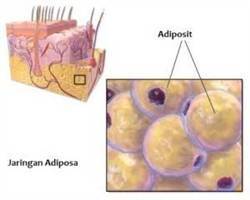 Gambar Adiposit