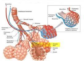 Gambar Alveolus