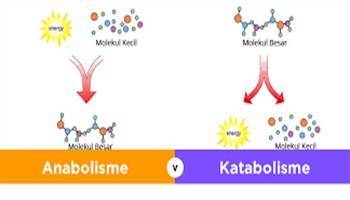 Gambar Anabolisme