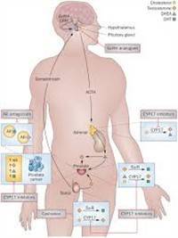 Gambar Androgen