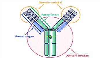 Gambar Antibodi