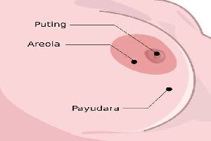 Gambar Areola