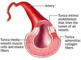 Gambar Arteri