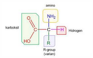 Gambar Asam Amino