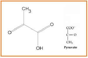 Gambar Asam Piruvat
