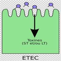 Gambar Bakteri Enterotoksigenik