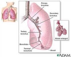Gambar Bronkus Utama