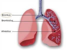 Gambar Bronkus