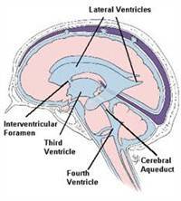 Gambar Cairan Serebrospinal