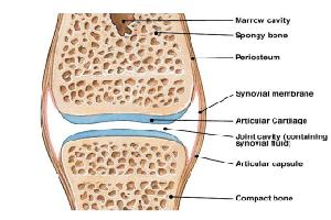 Gambar Cairan Sinovial