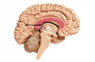 Gambar Corpus Callosum