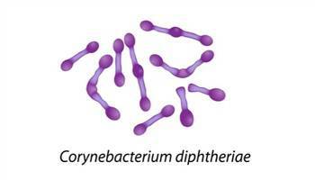 Gambar Corynebacterium Diphtheriae