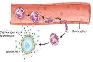 Gambar Diapedesis