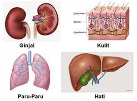 Gambar Ekskresi