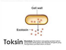 Gambar Eksotoksin