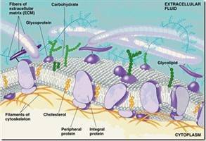 Gambar Ekstraseluler