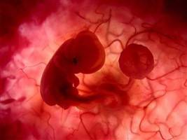 Gambar Embrio
