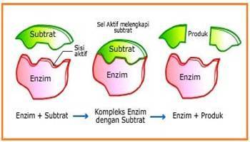 Gambar Enzim