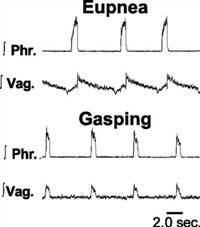 Gambar Eupnea