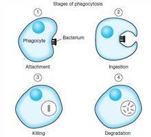 Gambar Fagositosis