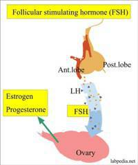 Gambar Follicle Stimulating Hormone