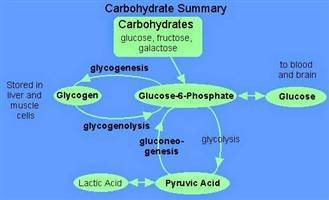 Gambar Glikogenesis