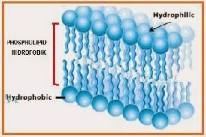 Gambar Hidrofilik