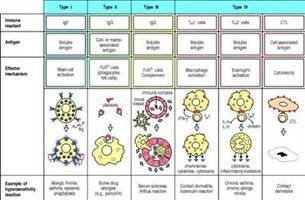 Gambar Hipersensitivitas