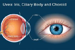 Gambar Iris