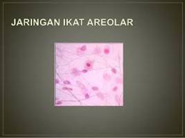 Gambar Jaringan Areolar