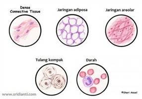 Gambar Jaringan Ikat