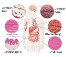 Gambar Jaringan