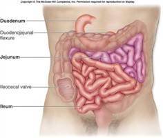 Gambar Jejunum