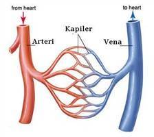 Gambar Kapiler Darah