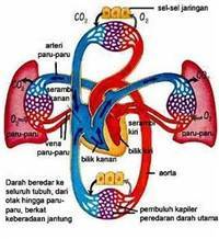 Gambar Kardiovaskuler