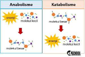 Gambar Katabolisme