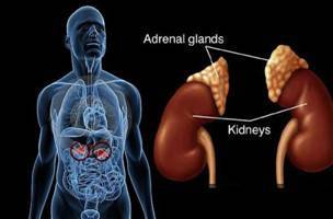 Gambar Kelenjar Adrenal