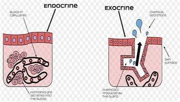 Gambar Kelenjar Eksokrin