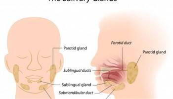 Gambar Kelenjar Ludah