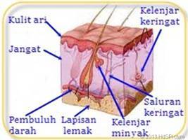 Gambar Kelenjar Minyak